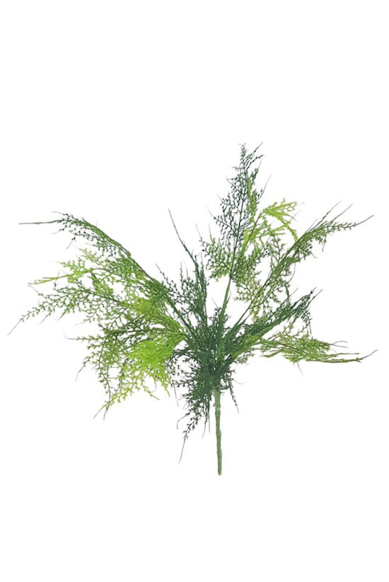 Asparagus Fern Bush 45cm