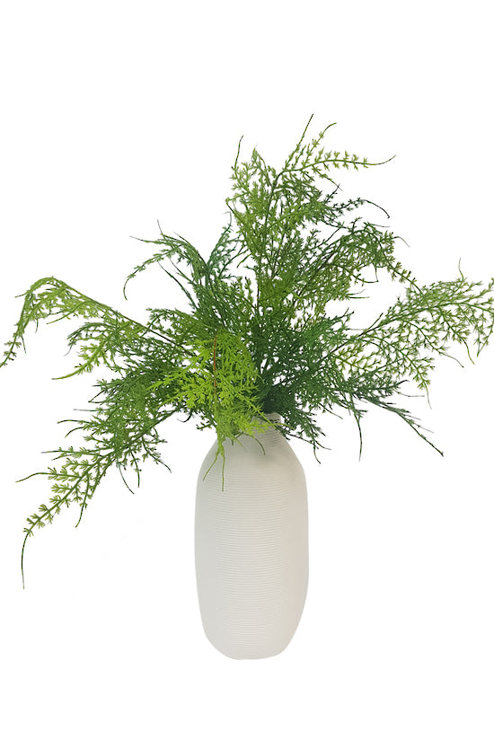 Asparagus Fern Bush 45cm
