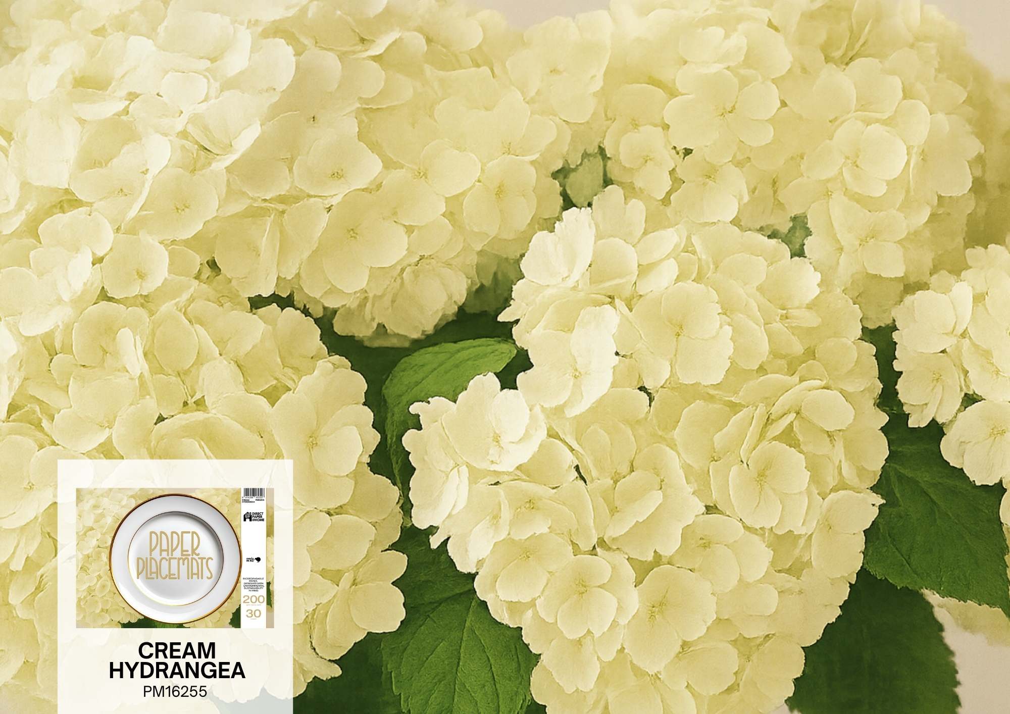 Placemat Cream Hydrangea 30PK