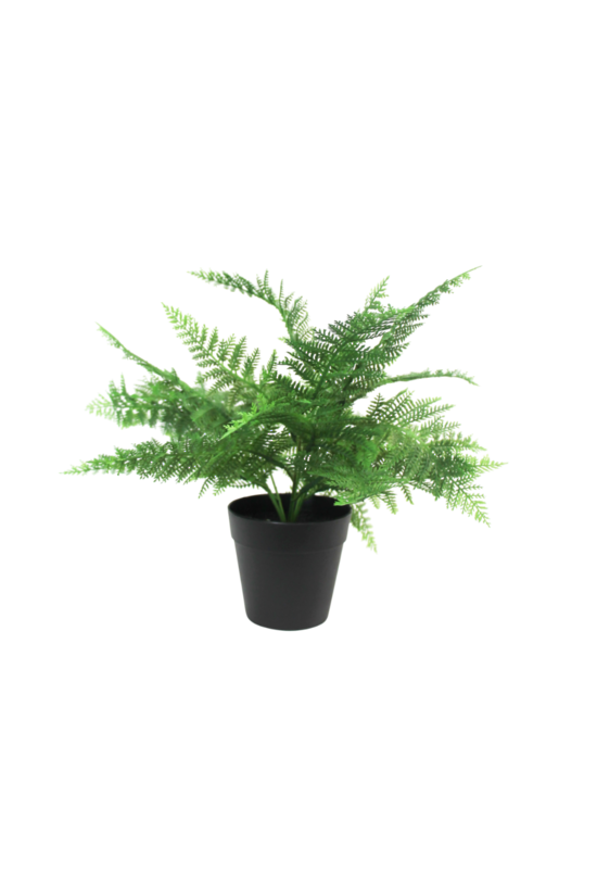 Boston Fern 30cm Potted